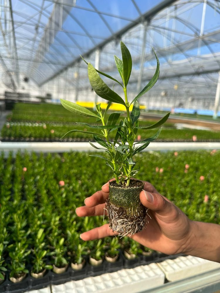 Nerium oleander — rooted tissue-culture liner, grown in Antalya