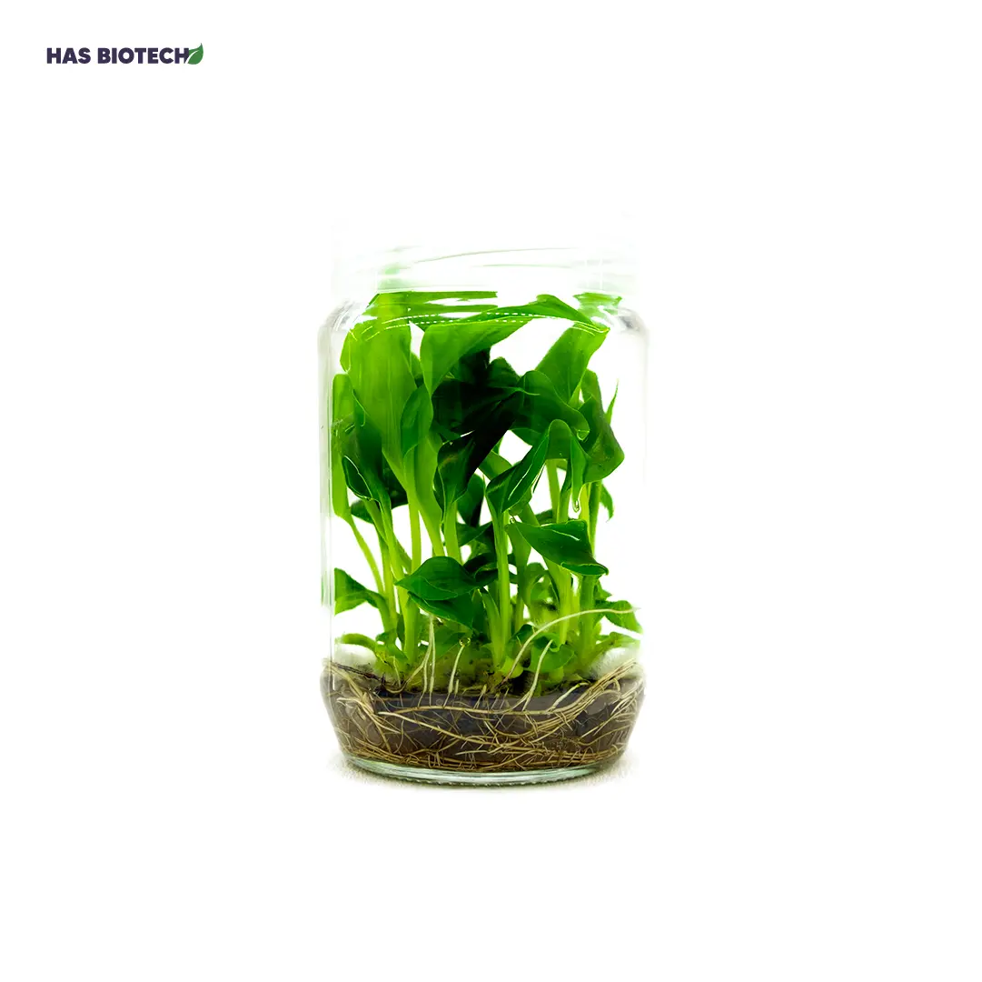 Musa TC plant — HasBiotech